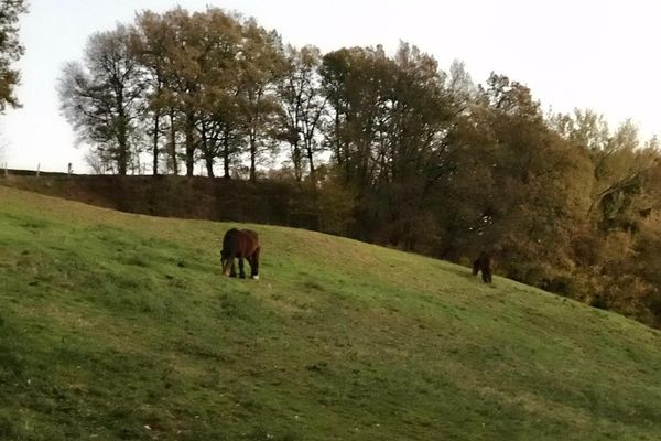 Le cheval a été retrouvé à proximité de ce pré situé sur la commune de Busque dans le Tarn