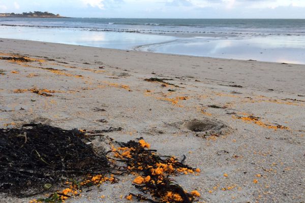 Les boulettes s'étalent sur la plage du Ster