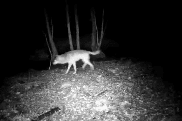 Saône-et-Loire : le loup "boiteux" repéré par un piège-photo le 19 janvier 2024 vers 1 heure du matin, entre Montceau-les-Mines et Chalon-sur-Saône