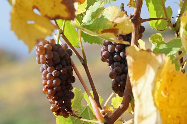 Grappes de raisin dans le vignoble alsacien