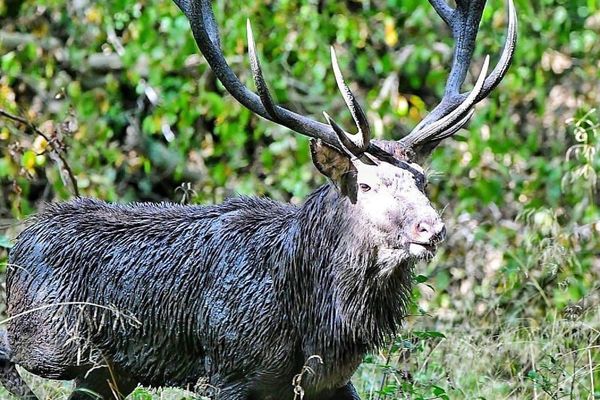 Le cerf, au coeur des débats parmi les chasseurs.