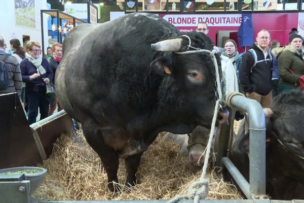 Un taureau d'une tonne de la race bazadaise en Gironde, un des stars du salon international de l'agriculture 2023.