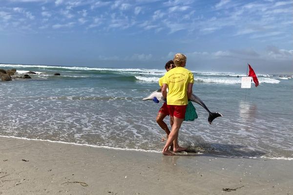 Un cadavre de dauphin commun a été découverte ce samedi 19 août sur la plage de la Torche. C'est le 4e cette semaine dans le sud Finistère