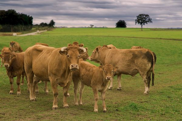 En Limousin, la majorité des aides de l'Europe va aux éleveurs de bovins