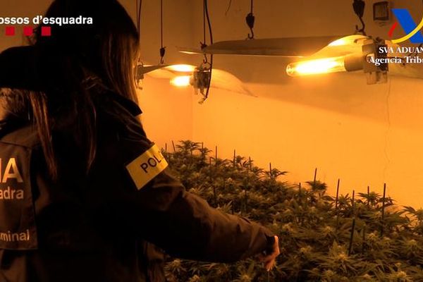 Les enquêteurs ont arrêté treize personnes et saisi 3 000 plants de marijuana à différents stades de floraison et de croissance.