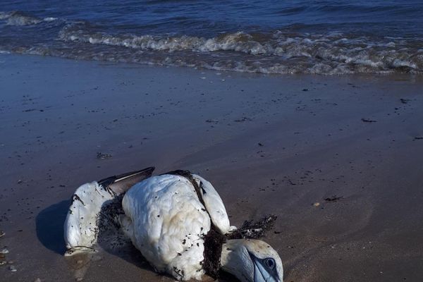 Le cadavre d'un fou de Bassan découvert ce mardi 30 août 2022 sur une plage du Calvados