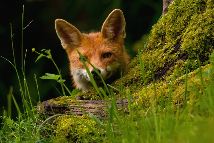 Que Faire Si Vous Croisez Un Renard En Vadrouille Dans Strasbourg Ou Ailleurs