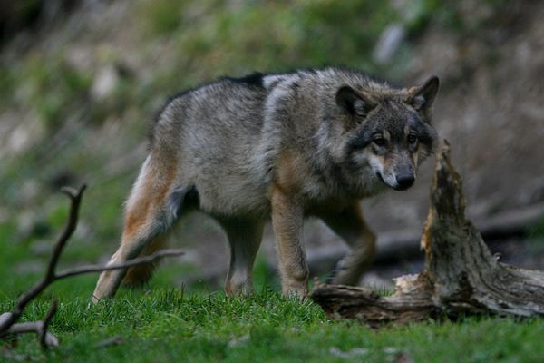 Le loup est de retour en France depuis 1992.