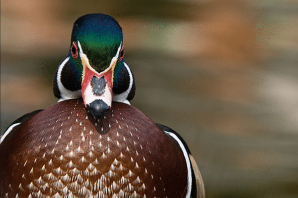 Il est beau, de toutes les couleurs, il vous regarde, vous le regardez, mais non, vous ne le mangerez pas !