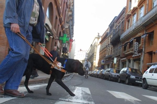 Un chien guide d'aveugle en formation dans les rues de Toulouse