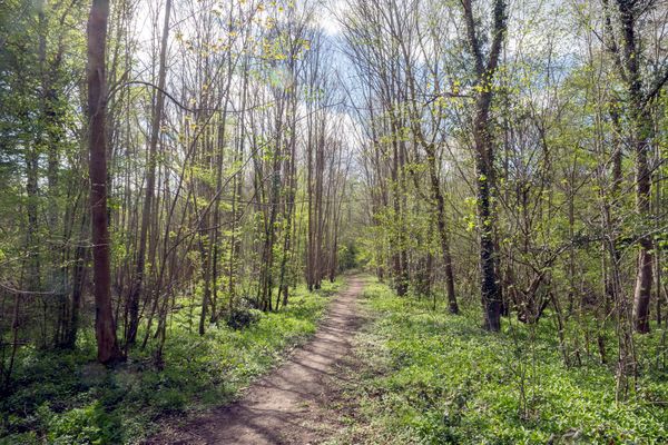 La forêt domaniale de Saint-Germain-en-Laye, dans les Yvelines. (illustration)