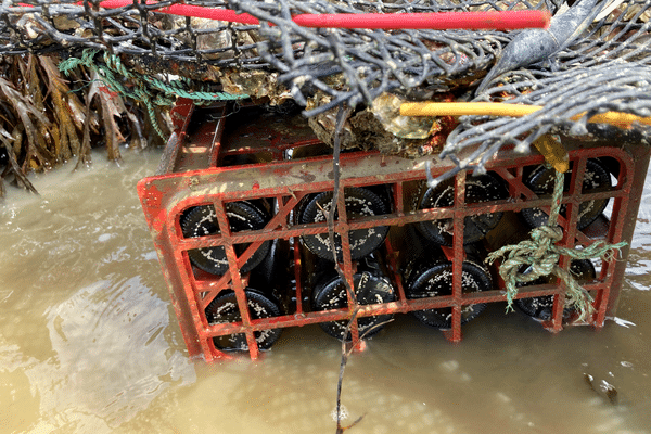 Les casiers de bouteilles de Muscadet sont immergés dans la mer pour une vinification unique !