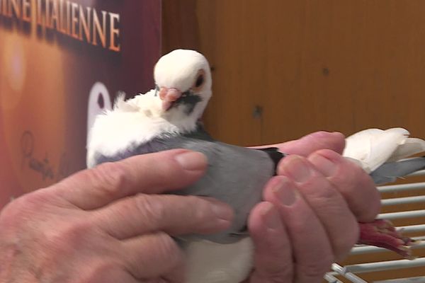 Plus d'un millier d'animaux sont exposés jusqu'à lundi.