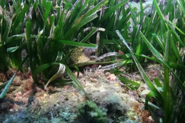 Les posidonies sont connues pour être le poumon de la Méditerranée, sa disparition est donc dangereuse pour la biodiversité sous-marine - mai 2019