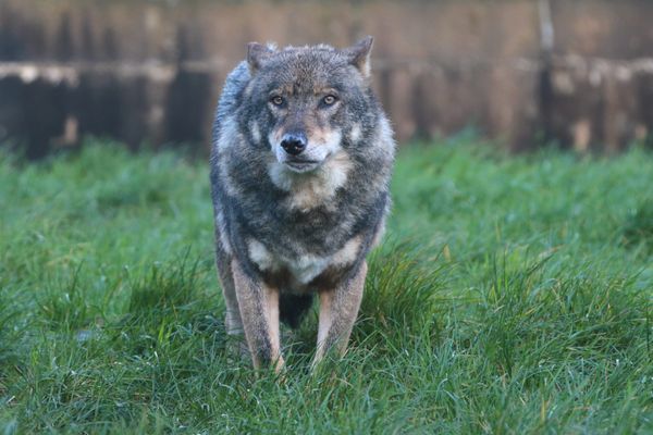 Un faisceau d'indices laisse penser que le loup est de retour dans le Maine-et-Loire. (Image d'illustration)