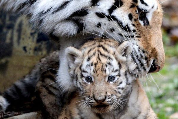 Première sortie pour les petits tigres de Sibérie