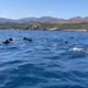 Un groupe de dauphins a été observé au large de la côte catalane