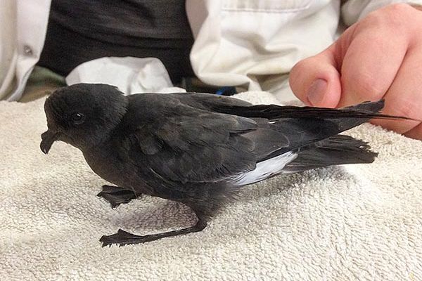 Comme cette Océanite tempête, de nombreux oiseaux blessés ou affaiblis sont recueillis dans les centres de soins. Ici, dans celui de la LPO de l'Ile Grande (Côtes-d'Armor).