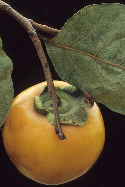 Le kaki, fruit du plaqueminier lotier