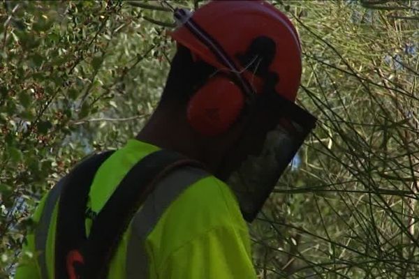 Le débroussaillage: l'arme anti-incendie (Assas commune de l'Hérault)