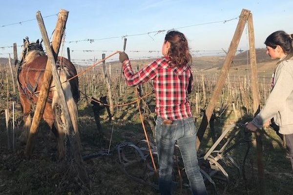 Sésame en plein travail de labour des vignes.