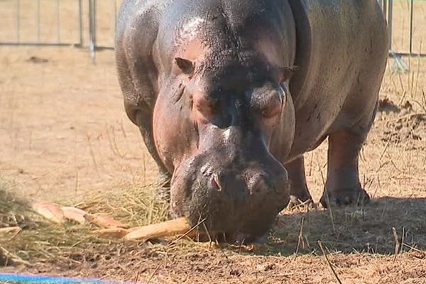 L'association One Voice dénonce les conditions de vie déplorables de l'hippopotame Jumbo au sien du cirque Muller - août 2017