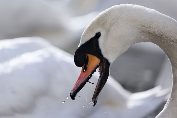 Un cygne porteur de la grippe aviaire a été identifié le 22 décembre dans l'Allier. (Photo d'illustration)