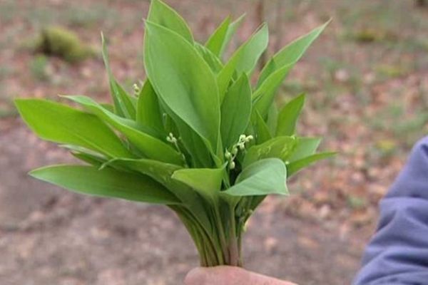 Le muguet de mai est en fait un poison violent quant à la fête du travail, elle célèbre de sanglants évènements.