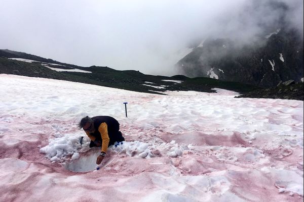 L'algue Sanguina nivaloides donne cette couleur rouge au glacier au moment de la fonte du manteau neigeux.