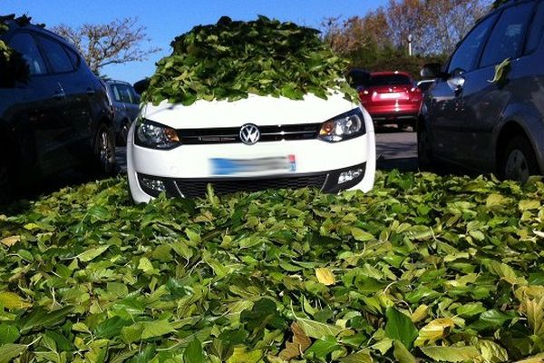 Un tapis de feuille en quelques minutes