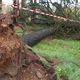 Entre 150 et 200 arbres sont tombés au parc de Parilly, près de Lyon suite aux vents violents du 25 novembre.