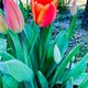 Le temps est idéal pour les tulipes qui aiment les nuits fraiches, un peu de pluie et des éclaircies. Elles sont à leurs apogée mi avril !