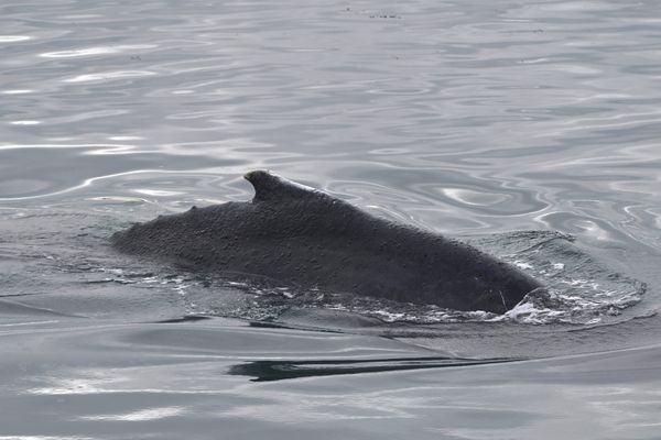 Les recherches pour retrouver la baleine à bosse dans la Seine sont interrompues, lundi 21 octobre 2024.