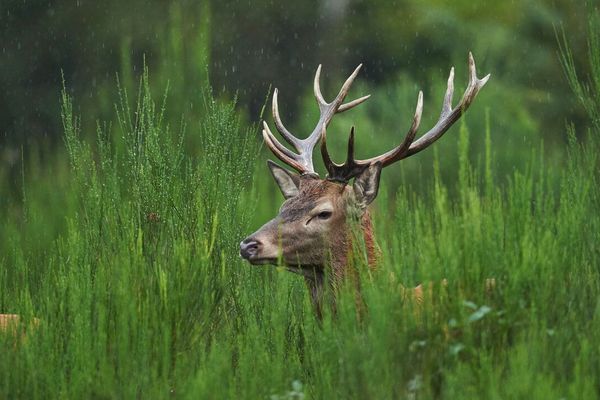 Fabrice Simon, photographe animalier autorisé à travailler dans la propriété de Luc Besson et Jérôme Garnier, spécialiste français des cervidés d'europe et d'Amérique, signent une réponse documentée à la levée de boucliers contre les cerfs du massif de Saint-Evroult.