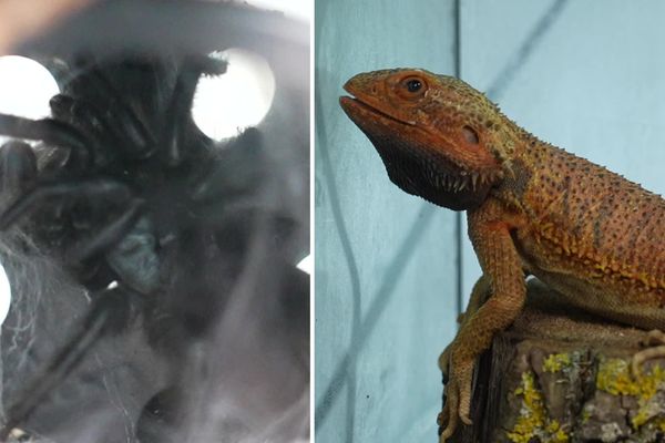 Une mygale et un gros lézard (un agame barbu) ont été découverts le week-end dernier vagabondant à Amiens.