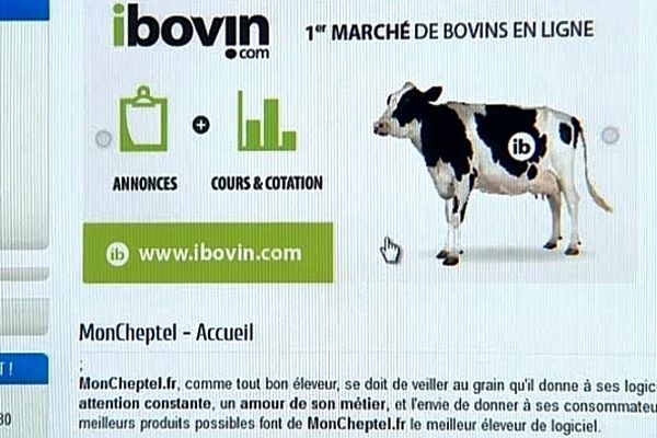 Le site ibovin.com propose de mettre en relation tous les acteurs de la filière.