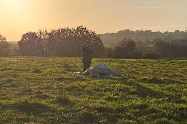 Diane de Charmasse a découvert la jument couchée au sol. Sur l'image, un gendarme procède à des constatations.