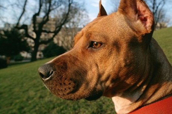 Photo d'illustration. Le chien concerné est un "Amstaff", proche du pitbull.