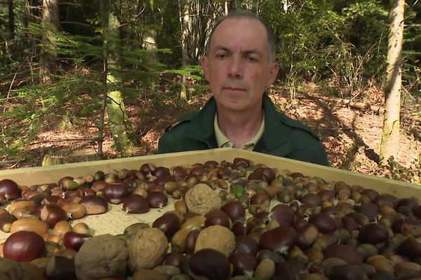 Les glands sont mis à disposition des oiseaux pour qu'ils les disséminent dans la forêt et plantent de nouveaux semis.