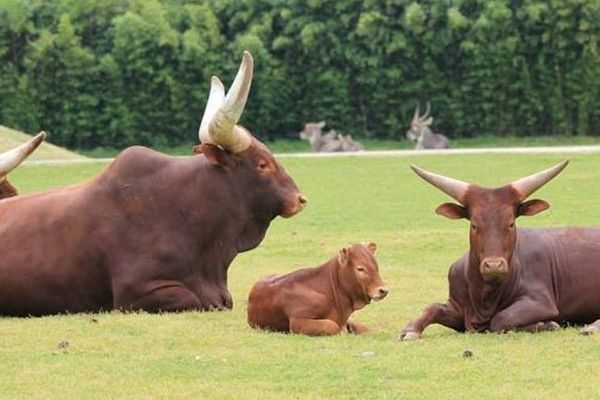 Petite Wapiti de deux mois  avec son père et sa demi-soeur de 2 ans