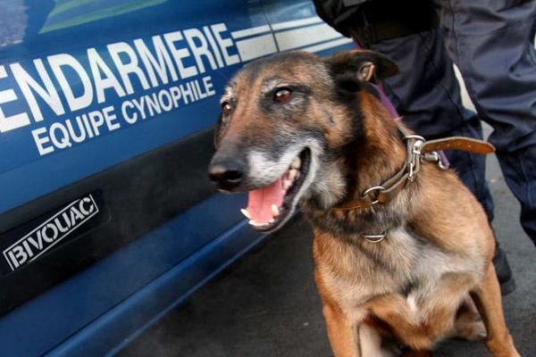 Un chien de la brigade cynophile de la gendarmerie nationale - Image d'illustration