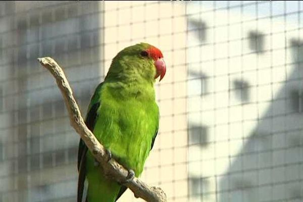 Un des spécimens exotiques présentés au Jardin aux oiseaux de Petit-Quevilly. 