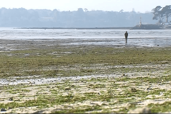 Fouesnant et ses algues vertes