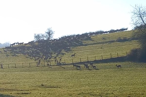 Combien de biches et cerfs sur cette colline ?