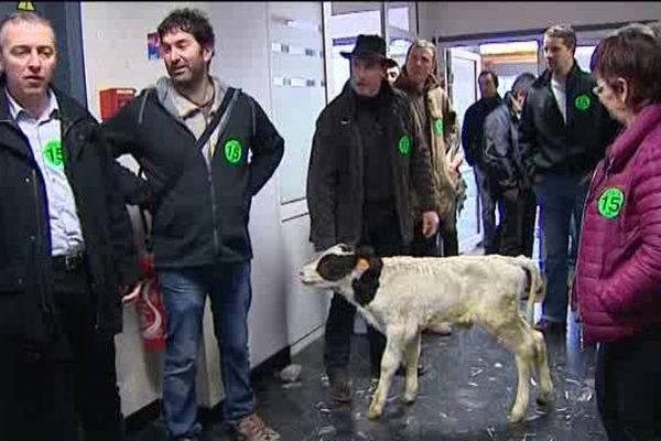 Le 8 janvier à Aurillac (15), la FDSEA est venue protester, avec un petit veau, dans les locaux de la Direction Départementale de la Cohésion Sociale et de la Protection des Populations. 