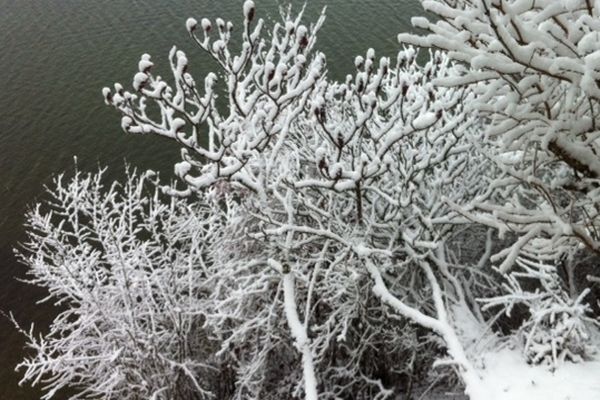 Le gel qui a le pouvoir magique de poétiser nos paysages en les ornant de fragiles fils d'argent.