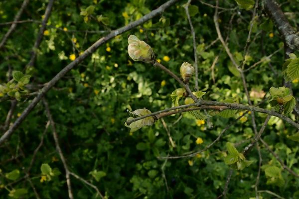 Le printemps bourgeonne