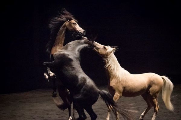 Les chevaux artistes s'emparent de la piste et renvoient les spectateurs à leur propre humanité 