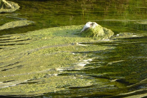 La prolifération des algues à la surface des cours d'eau est provoquée par de fortes teneurs en nitrates d'origine agricole.