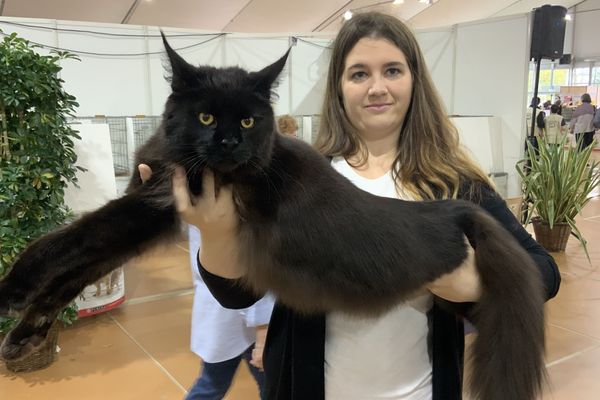 Salon Du Chat A Orleans Les Chats De Race Toujours A L Honneur